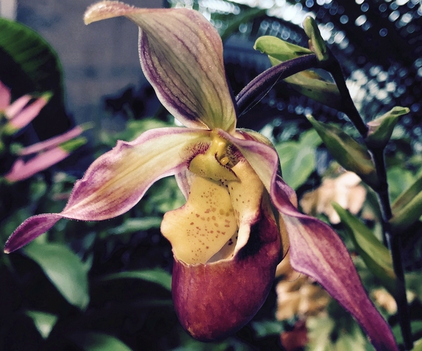 hothouse orchid Paphiopedilum 
