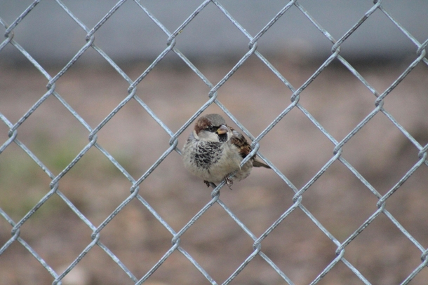 House sparrow Passer domesticus sitting in chainlink fence 
