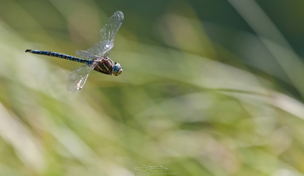 Hovering blue dragonfly 
