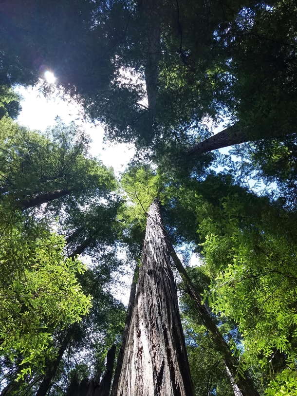 Humboldt State Park Redwoods 