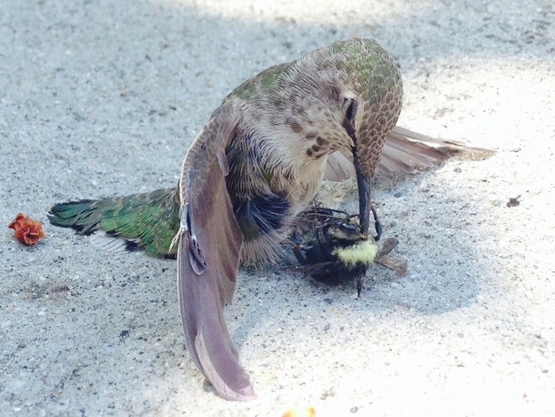 Hummingbird collided with bee and it ended up impaled on its beak 