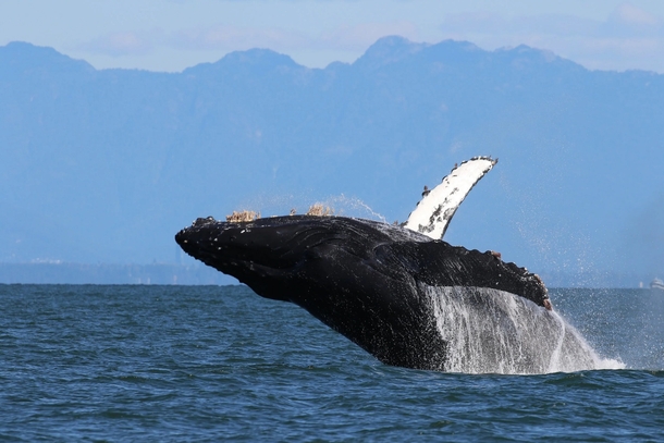 Humpback whale breaching off the coast of Vancouver Island