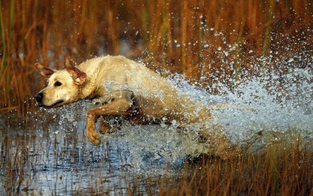 Hunting Dog - Canis lupus familiaris 