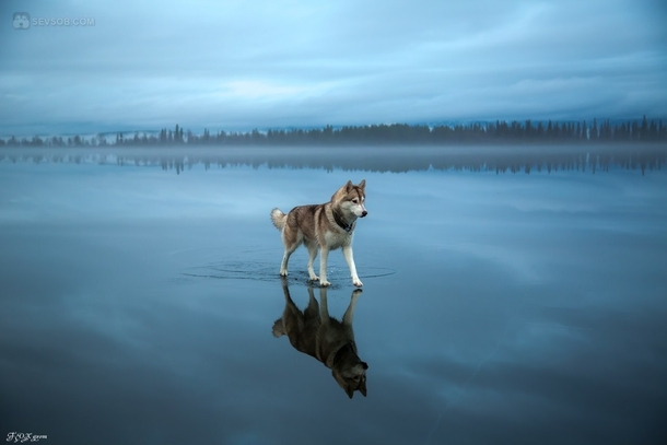 Husky walking on a frozen lake in Northern Russia  XPost rCanineMajesty