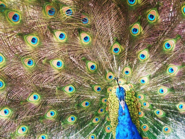 Hypnotic Peacock Pavo cristatus 