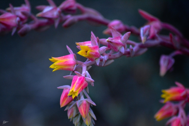 I believe this is a species of Echeveria Love the vibrant yellow inside the pink petals 