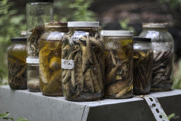 I Found Hundreds of Jars of Specimens Inside an Abandoned Research Facility in Ontario 