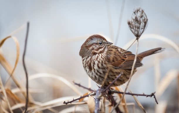 I got a pic of a Lincolns Sparrow - Melospiza lincolnii 