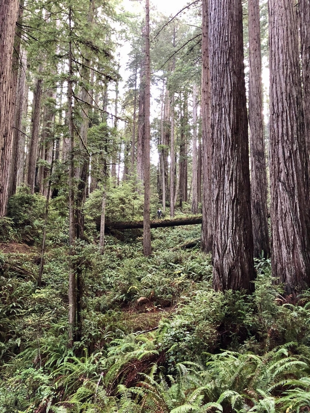 I heard you like Redwood National Park 