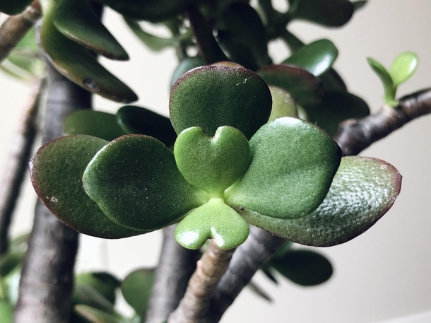 I think my jade is trying to tell me something 