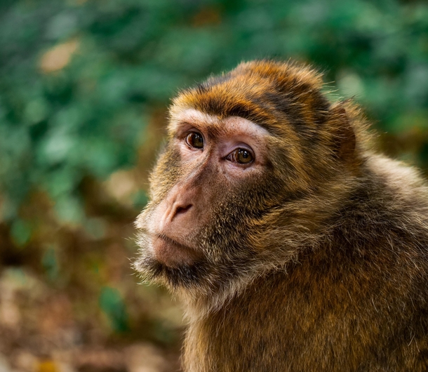 I took this picture of a Barbary Macaque 