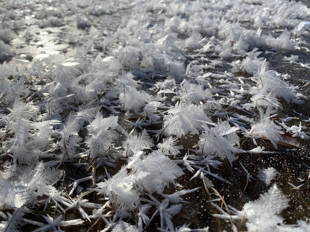 Ice crystals on a pond in Alberta Canada 