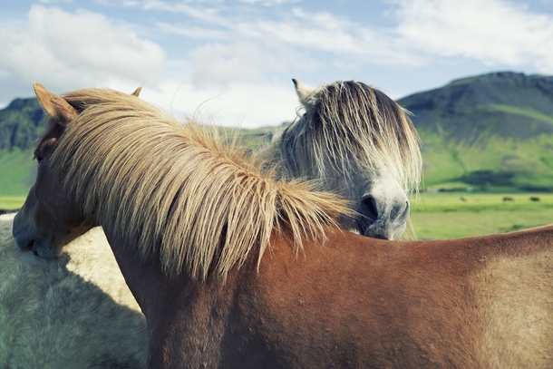 Iceland Horses 