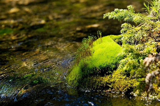 Im attracted to the way this small mossy bank looks like a lush tropical island Grassi Lakes Canmore Alberta Canada 