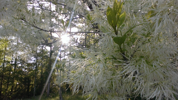 Im no professional but I couldnt just pass up this tree today My father calls it Grandpa GreybeardChionanthus virginicus 