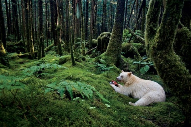 In a moss-draped rain forest in British Columbia towering red cedars live a thousand years and black bears are born with white fur 