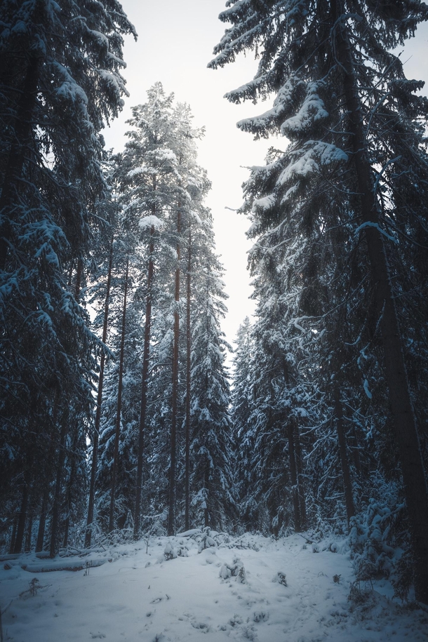 In the heart of winter deep in the woods 