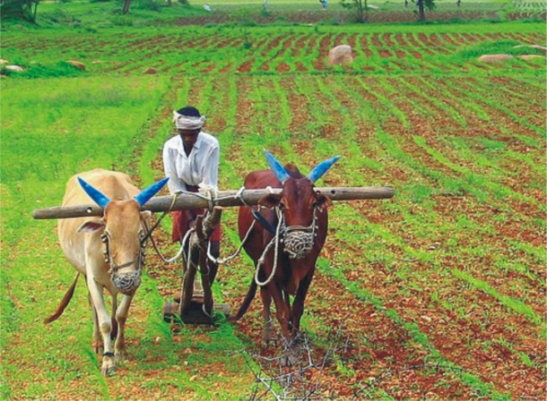 Indian Farmers 