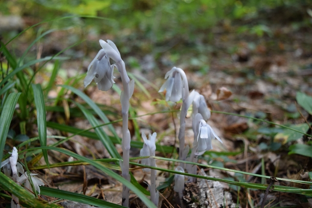 Indian Pipe Monotropa uniflora Found these rare little guys in Northern Michigan late August 
