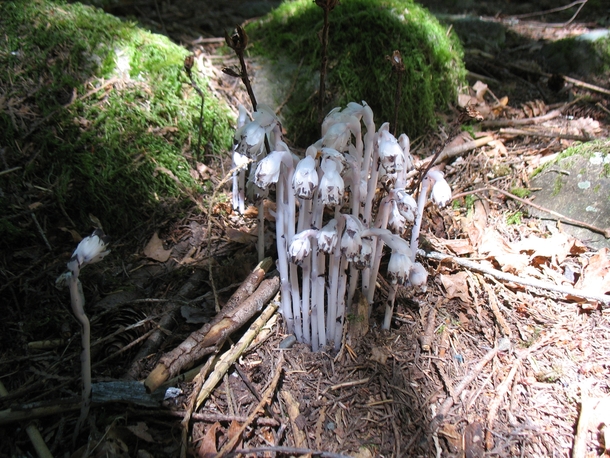 Indian Pipe - Monotropa uniflora - Vancouver Island  OC