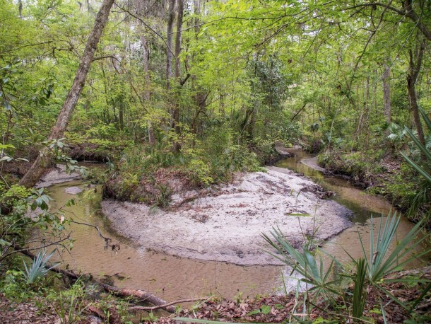 Inland North Florida Sweetwater Creek 