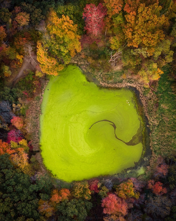 Intense algae bloom this year on a pond in Lexington Massachusetts 