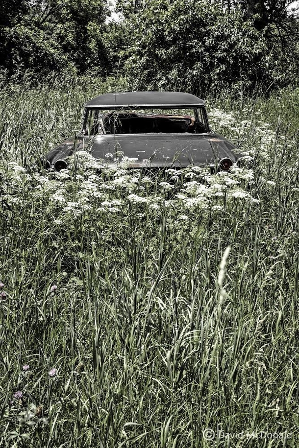 Interestingly this abandoned Pontiac has been encircled by Queen Annes Lace flowers Found in a field in front of an abandoned workshop
