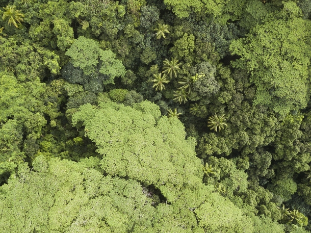Interior rainforest Rarotonga Cook Islands  x