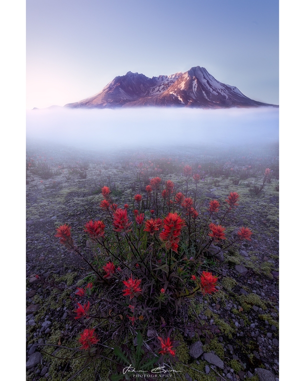 Inversion Indian Paintbrush foreground in front of Mt St Helens rising from a temperature inversion Photo taken from Johnston Ridge Observatory WA 