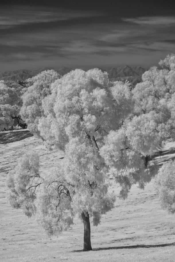Invisible landscape - a park in Los Angeles shot in gtnm infrared 