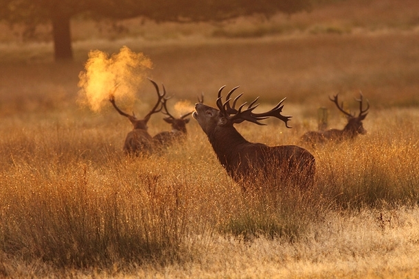 It looks like the stag is breating fire by Craig Denford 