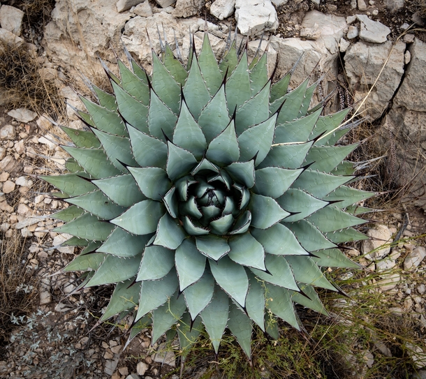 Its not flowering but I think this New Mexico agave Agave parryi subsp neomexicana is pretty sexy
