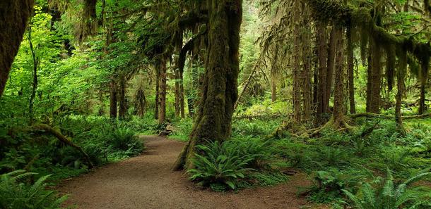 Ive been waiting years for a chance to visit this beautiful place - Hoh Rainforest WA x 