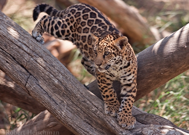 Jaguar Cub 
