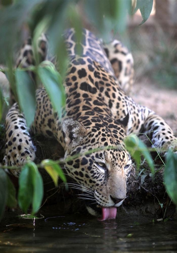 Jaguar trying to cool off x-post from rpics 