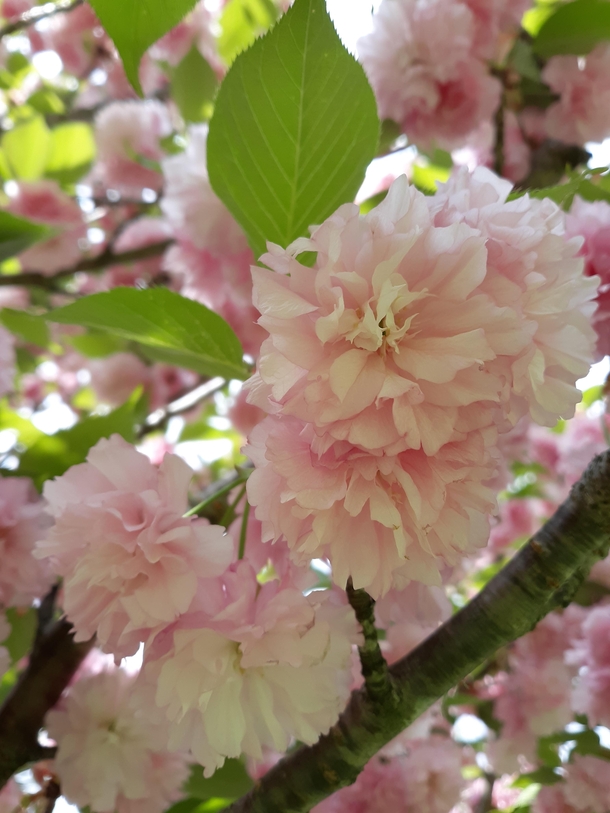 Japanese flowering cherry tree