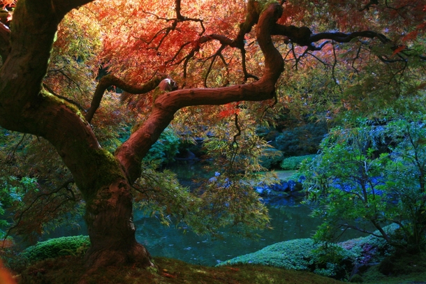 Japanese Maple in Autumn - the Japanese Garden Portland  photo by Laura Bellamy