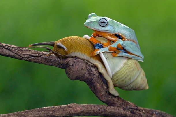 Javan Tree Frog on a snail photograph by Kurit Afsheen 