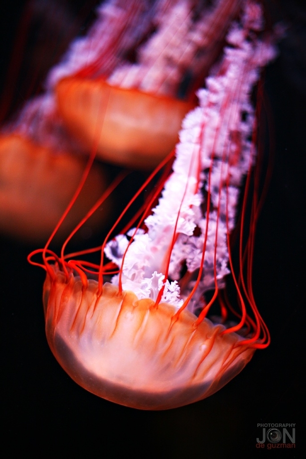 Jellyfish by Jon de Guzman Jr 