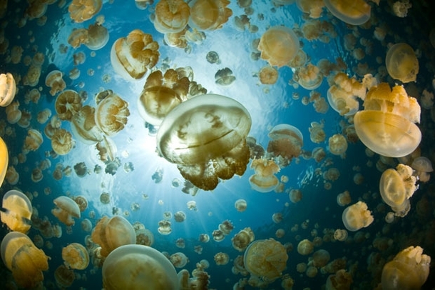 Jellyfish Lake Palau 