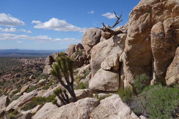Joshua Tree dead tree and rocks Mojave National Preserve California 