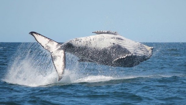 Jumpin Whale 