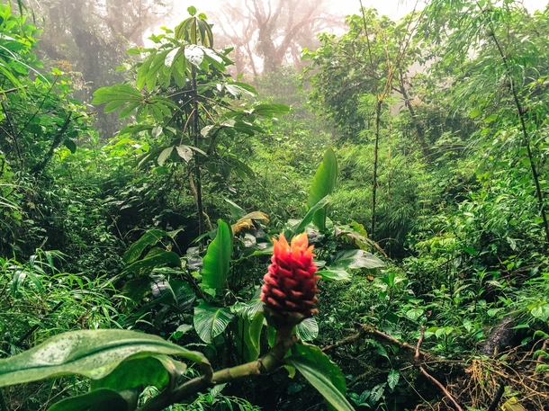 Just a casual stroll through the incredible Monteverde Cloud Forest Costa Rica 