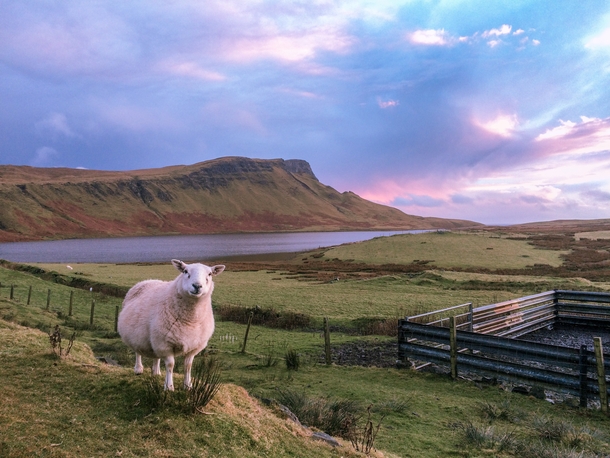 Just a Little Sheep on Neist Point in Scotland 