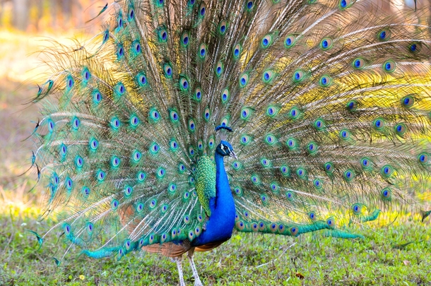 Just a Peacock in my backyard 
