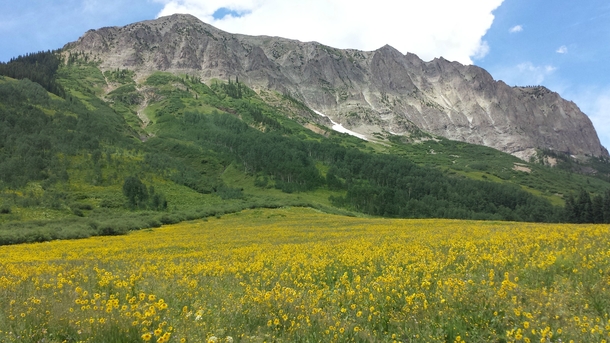 Just another meadow in Crested Butte Colorado 