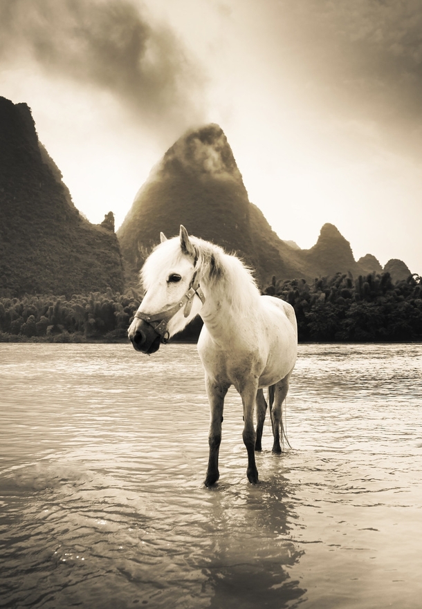 Just saw this beautiful horse in the south of China on the Li River 