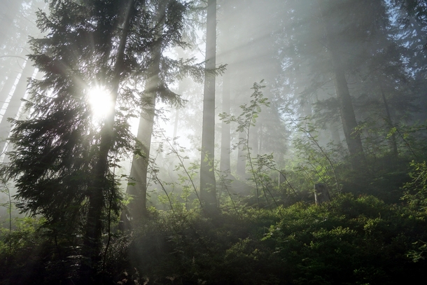 Just some light rays in a misty forest Klewenalp region Switserland 