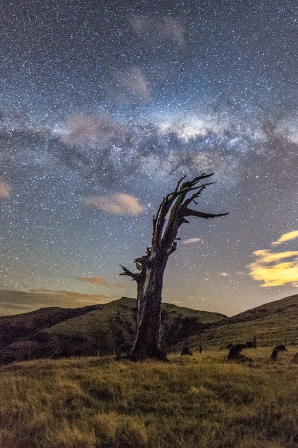 Just some stars and a dead tree I saw last night - Banks Peninsula New Zealand 