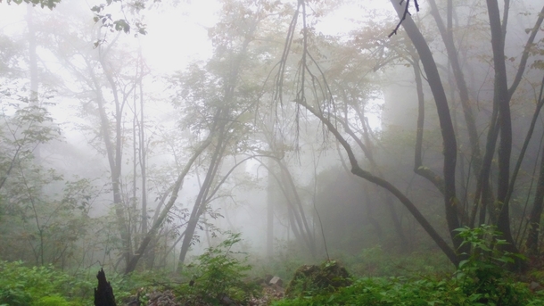 Just took this with my phone Fog in the woods Monterrey Mxico 